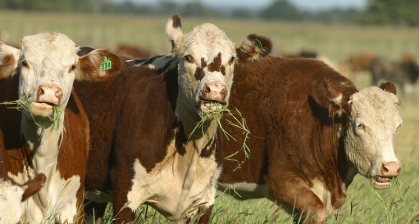 Córdoba impulsa el sector agropecuario con nuevos créditos para ganadería y lechería.