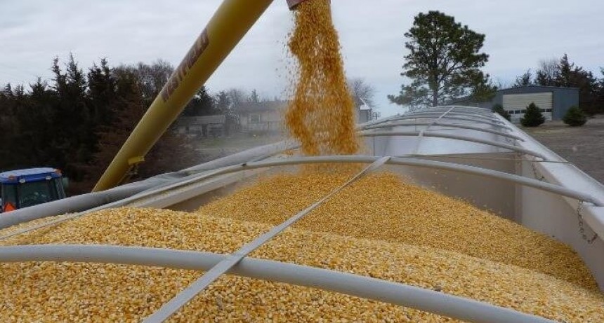 Subasta de maíz 2026, lanzan el concurso para premiar y rematar el primer lote del país. 