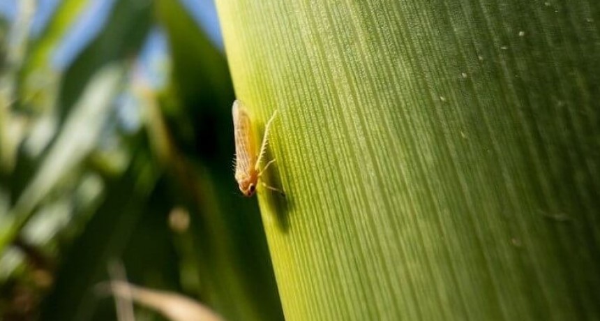 Mapa de la chicharrita 2026, calma en la región central mientras las zonas endémicas siguen bajo la lupa. 