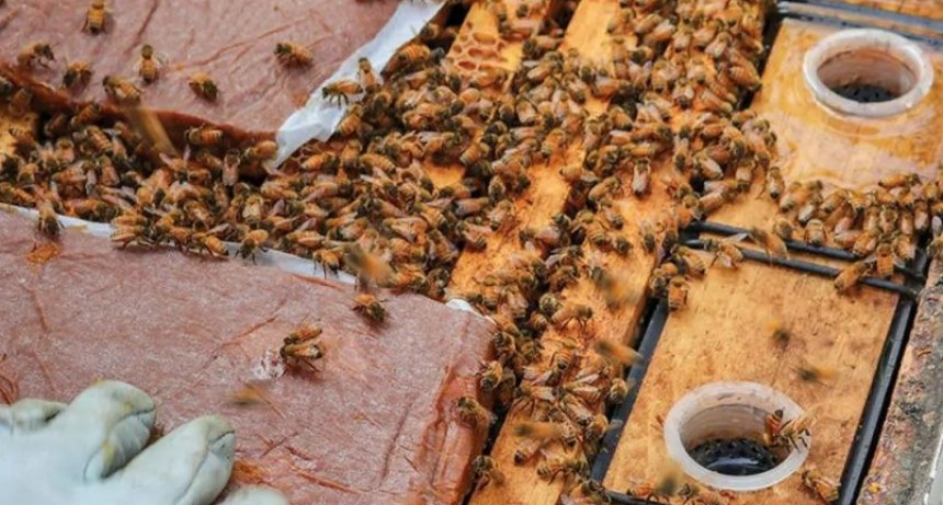 Alerta en el colmenar, estrategias para proteger a las abejas del calor extremo.