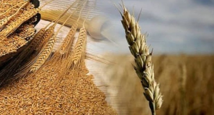 Récord absoluto, la cebada cierra su mejor campaña histórica en Argentina.