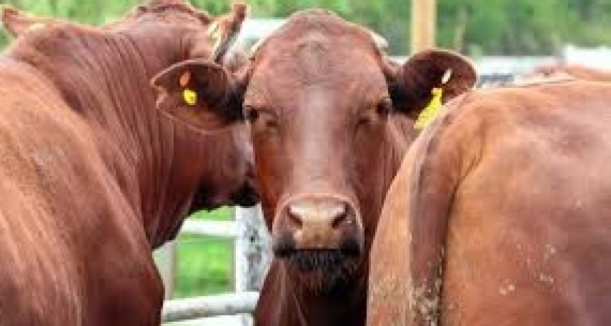 Menos vacas, mejores precios.