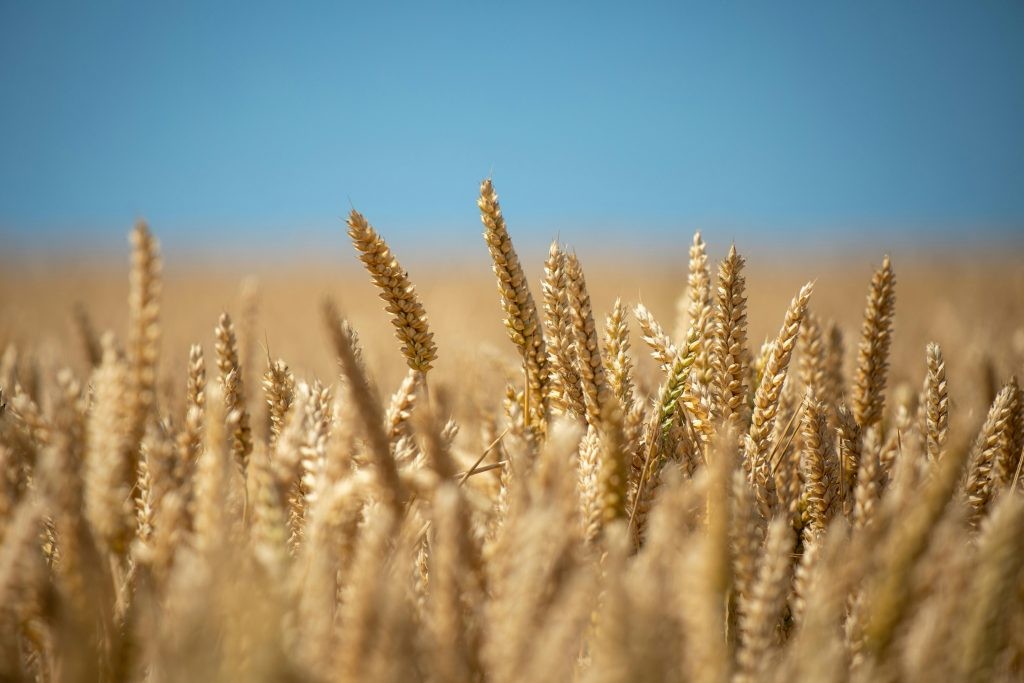 Firme ante el frío: el 60% del trigo en muy buen estado.