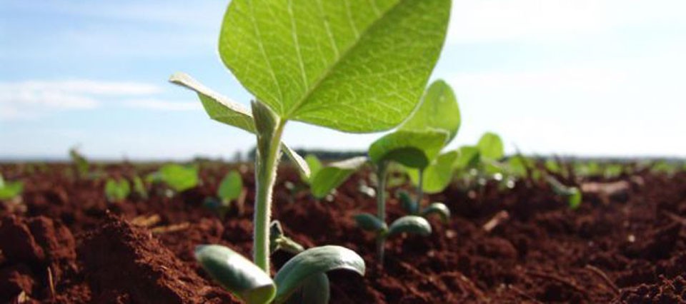 Soja se perfila un 7.5% de crecimiento en el área de siembra.