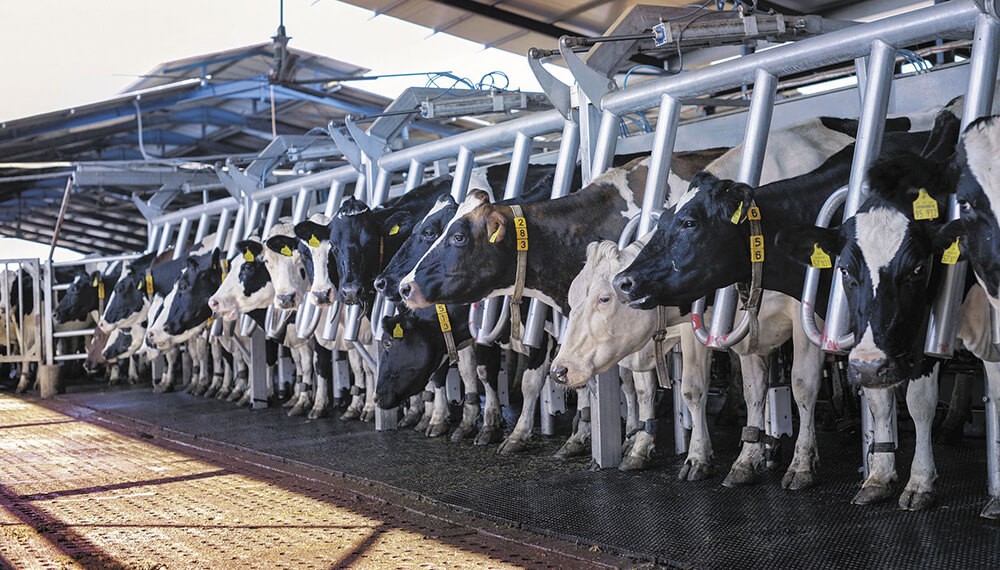 Se recupera a paso firme la producción de leche y último trimestre podría concluir con saldo positivo.