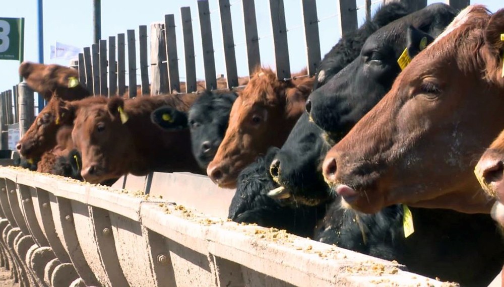 Después de cinco años de crecimiento, se espera una caída de la producción mundial de carne para el 2025.