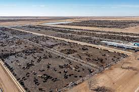 Crece la actividad en Feedlots: Aumentan los ingresos y las variaciones por categoría