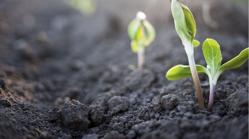 La producción de biomasa debería crecer 11% para que los suelos no pierdan más carbono.