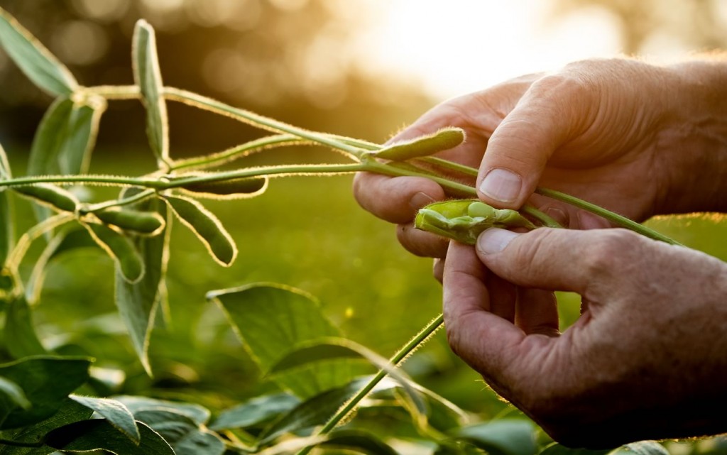 Paisajes Productivos Protegidos, un modelo de gestión territorial para la soja responsable.