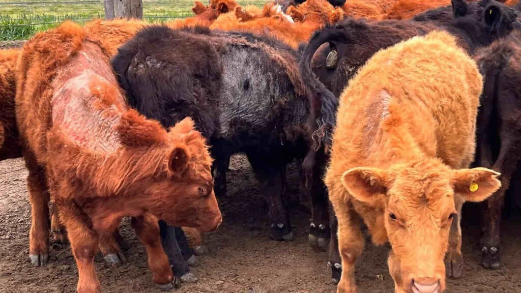 Sarna bovina, estrategias de manejo y prevención ante la pérdida de efectividad de medicamentos.