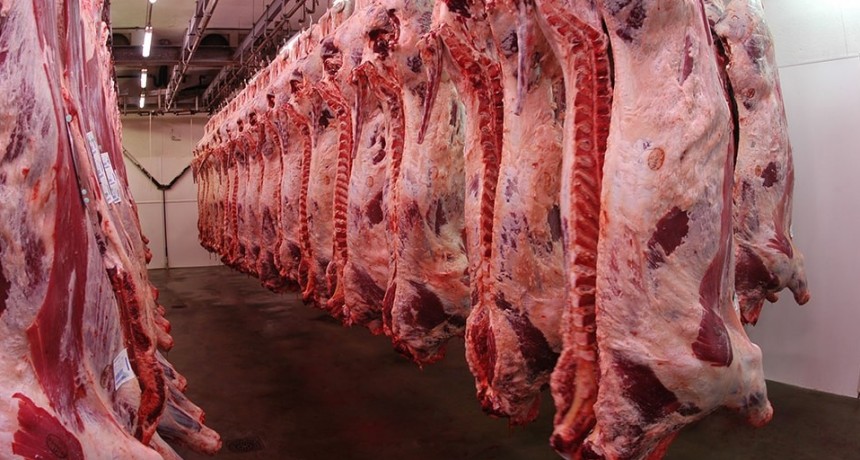 La faena se mantiene estable pero crece la participación de hembras