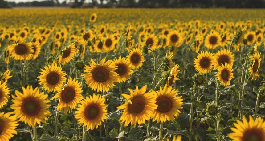 Innovación agrícola, híbridos de girasol 