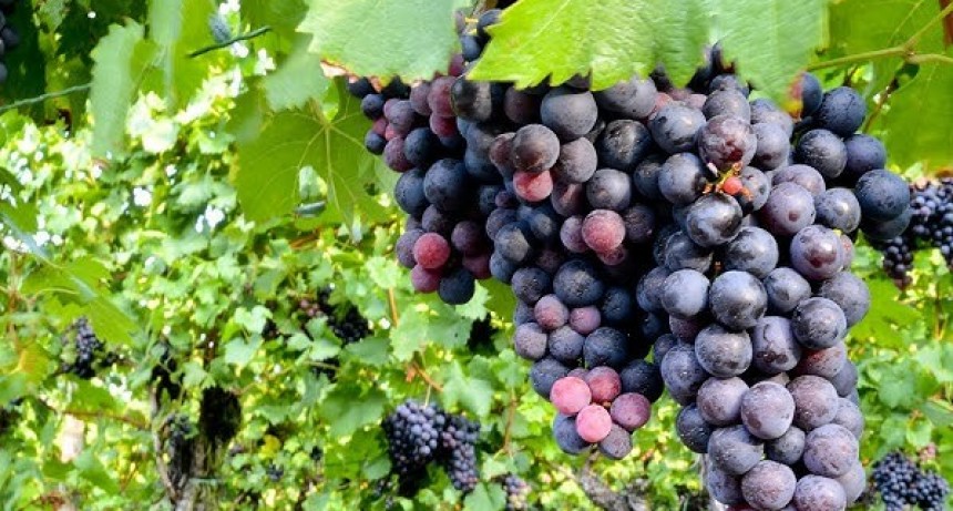 Exceso de stock y precios en baja: El difícil escenario para productores de uva.