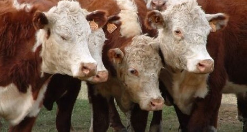 Sube el precio del novillo argentino mientras regresan las retenciones