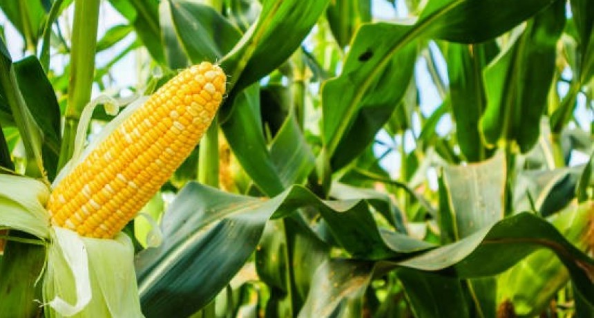 Buen arranque de la campaña agrícola, pero persisten los desafíos climáticos.