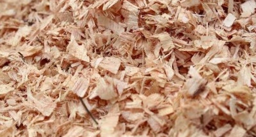 Aserrín como alimento para vacas: una alternativa viable y económica.