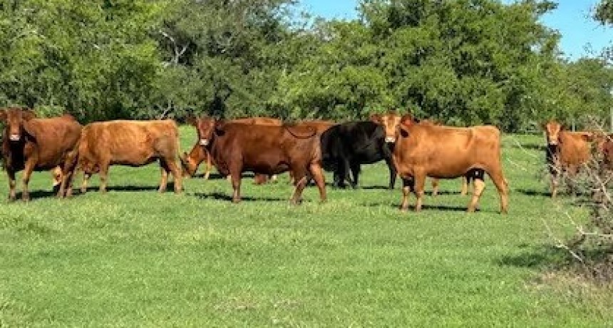 Argentina da un paso clave para exportar ganado en pie a Turquía