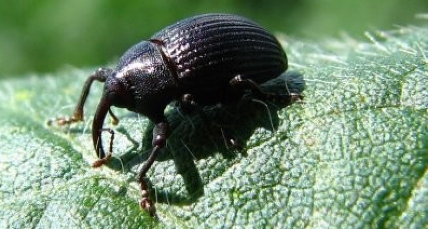 Nueva pista científica para combatir al picudo algodonero (INTA-Conicet). 