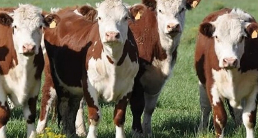 El precio del novillo rompe récords y el mercado ganadero se recalienta.