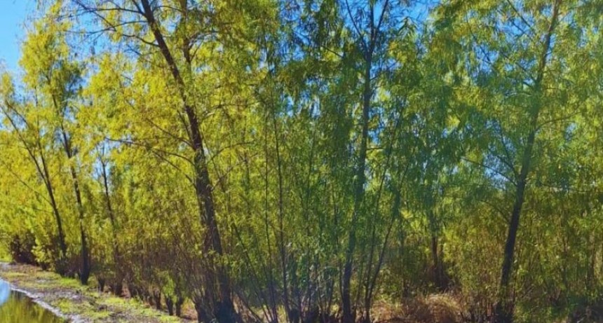 Plantan más de 600 ejemplares nativos en el Delta del Paraná.