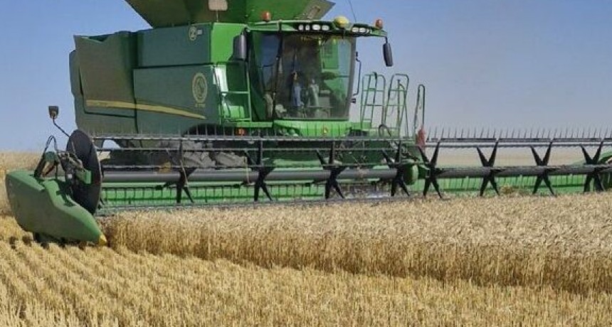 Cosecha de trigo 2025/26, proyectan un volumen récord de 24,5 millones de toneladas.