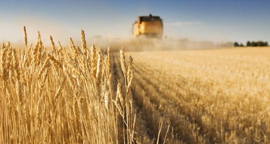   Rendimientos de trigo de hasta 70 qq/hA., Buenos Aires confirma cosecha récord.