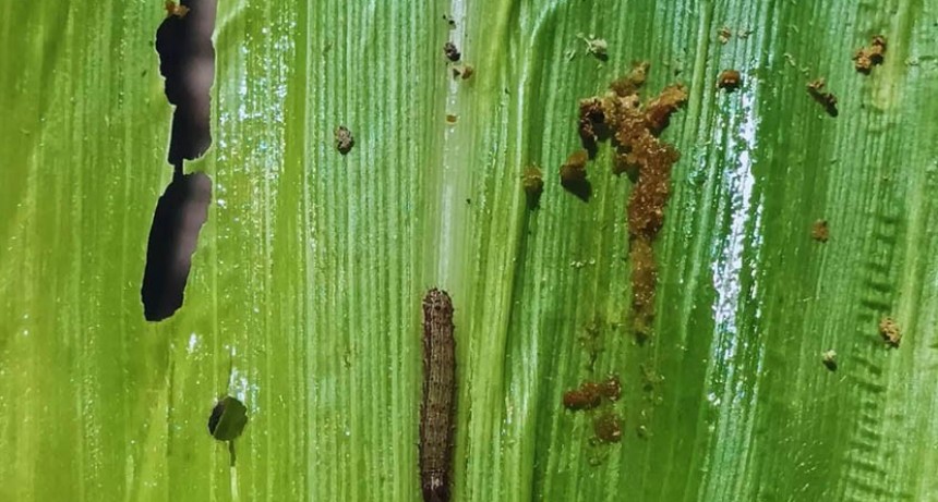 Alerta en el maíz: el gusano cogollero, nueva preocupación tras la chicharrita.
