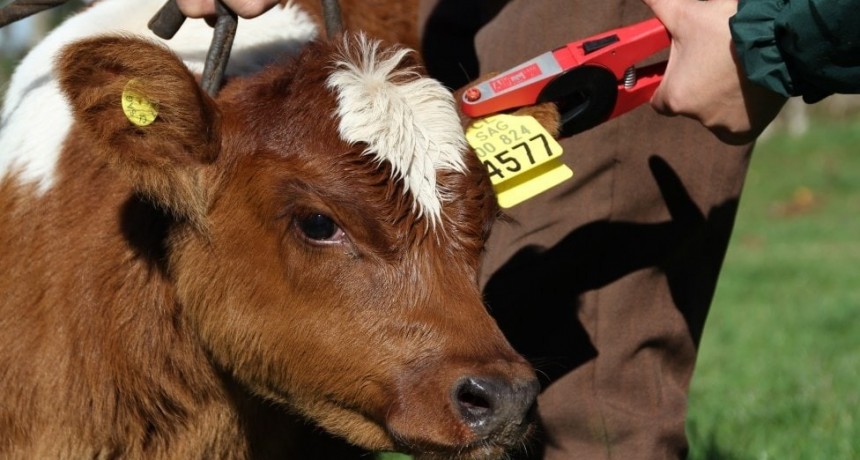 La ganadería acelera su salto hacia la trazabilidad total