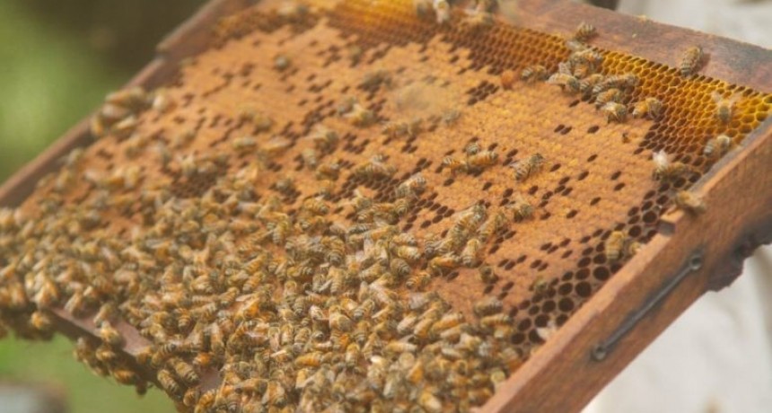 Excelentes resultados para la apicultura santafesina, picos de 50 kg.