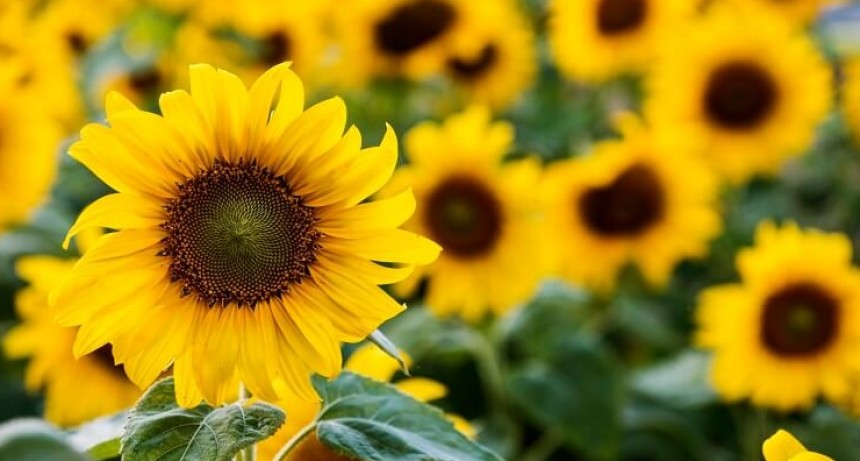 La molienda de girasol registra un notable aumento interanual del 34%.