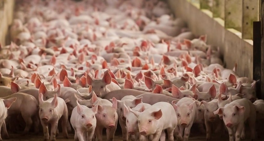 Alerta en la cadena porcina