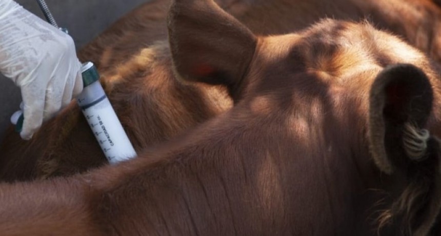Se confirmó el cronograma oficial de las campañas de vacunación contra la fiebre aftosa y la brucelosis bovina para 2026.