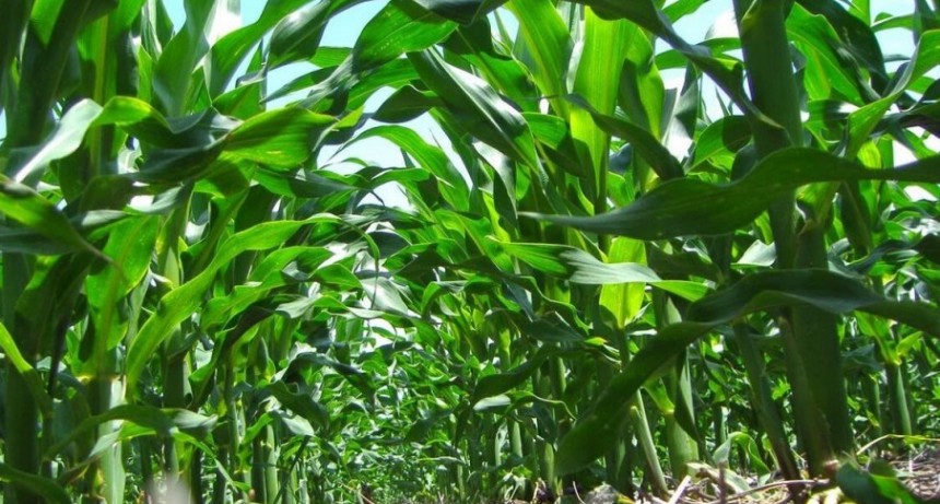 Más con menos, el impacto real de los nanofertilizantes en la rentabilidad agrícola.