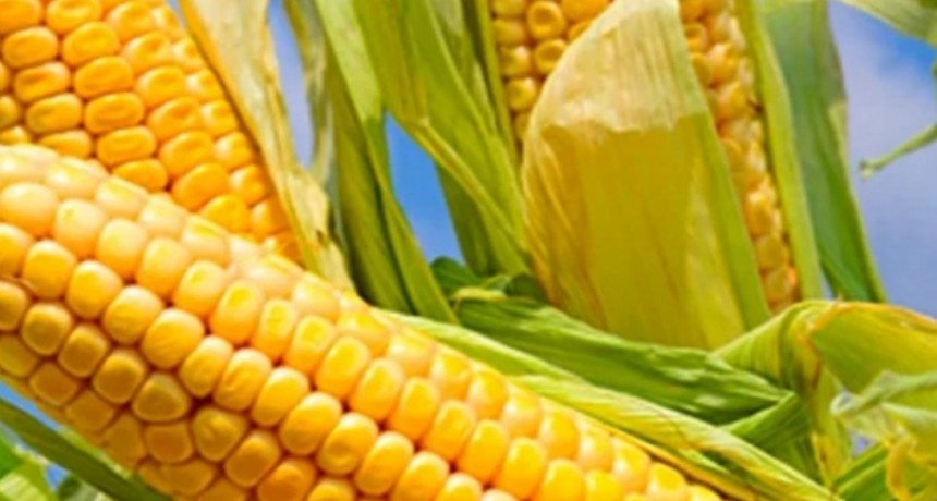 Hacia una cosecha histórica, el maíz temprano desafía la inflación y la reforma fiscal.