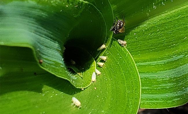 Chicharrita ausente, megascelis en soja y spodoptera en maíz son las principales amenazas.