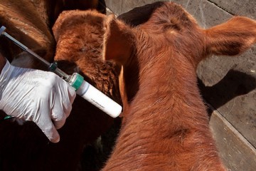 Argentina refuerza controles sanitarios tras brote de fiebre aftosa en Alemania