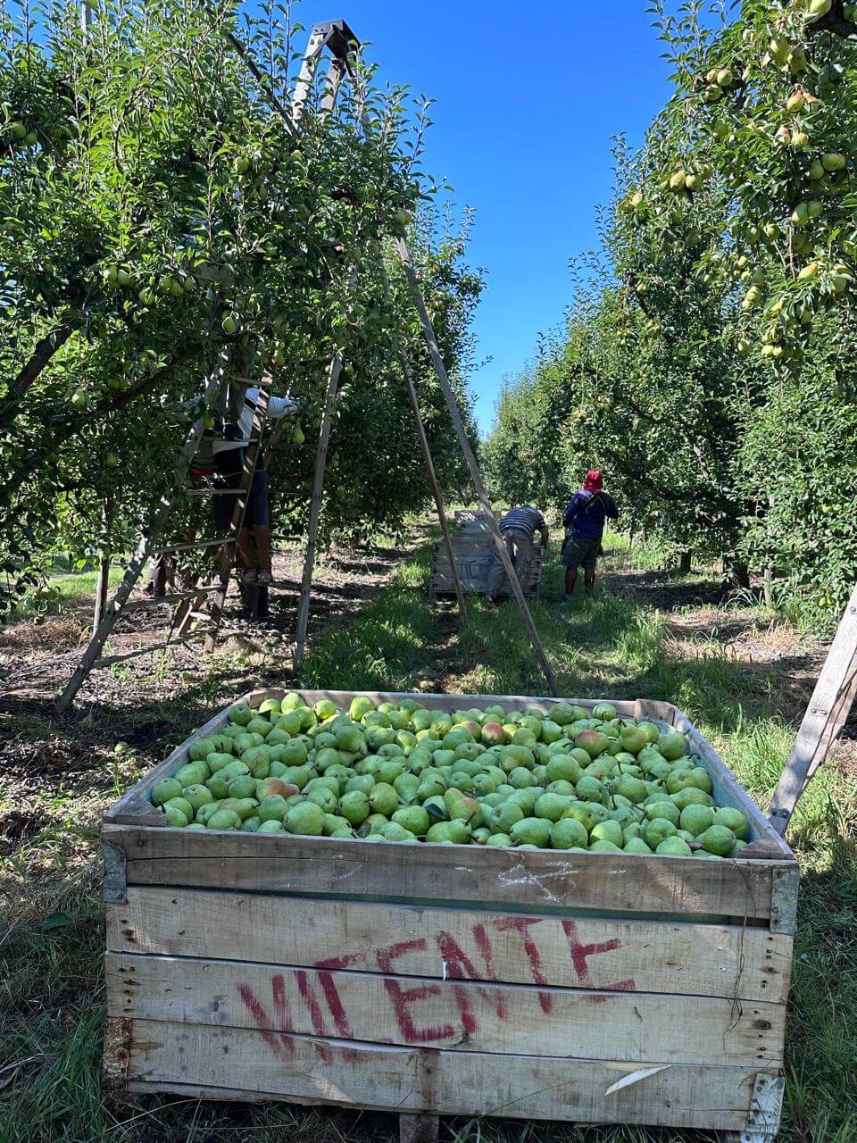 Peras y manzanas, la cosecha espera que repunte.