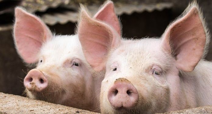 Cerrando el 2024 la rentabilidad porcina mejoró, aunque tuvo se peor año en casi una década.