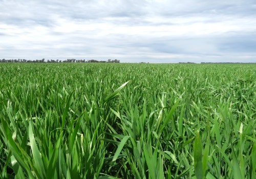 Verdeos de invierno a prueba, resultados claves para la producción de forraje