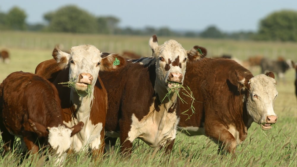 Córdoba impulsa el sector agropecuario con nuevos créditos para ganadería y lechería.