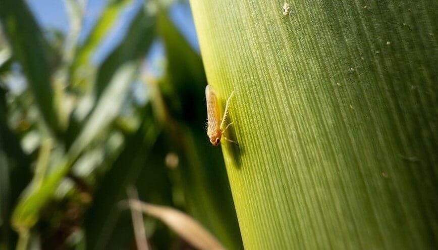 Mapa de la chicharrita 2026, calma en la región central mientras las zonas endémicas siguen bajo la lupa. 
