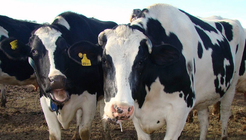 Bienestar animal y productividad, el desafío de las altas temperaturas.