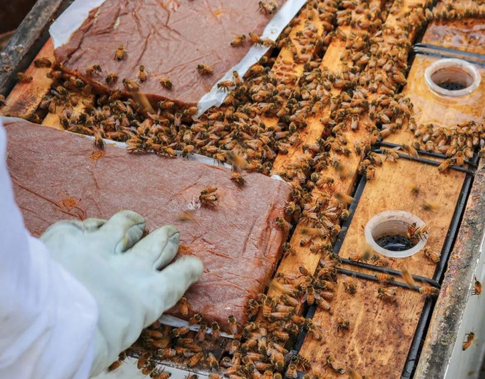 Alerta en el colmenar, estrategias para proteger a las abejas del calor extremo.