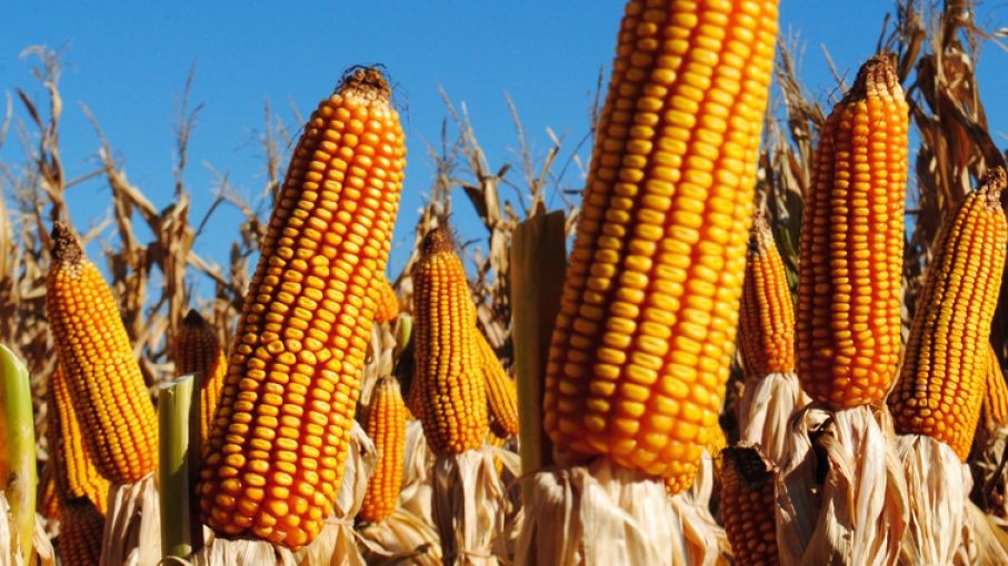 Alerta Roja, el Maíz Bt bajo presión imparable de orugas. 