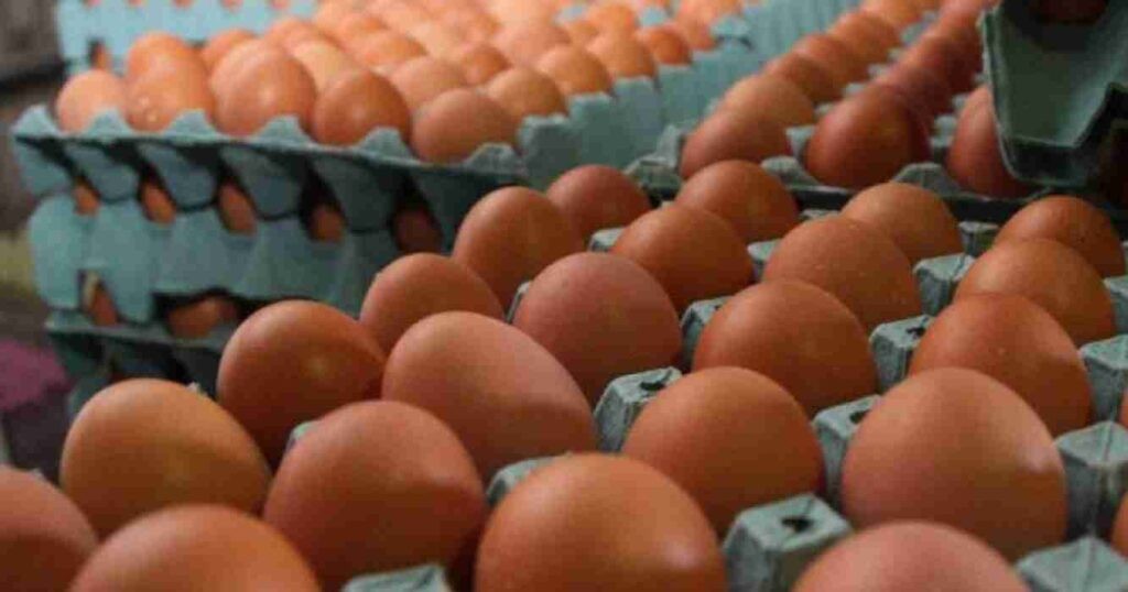 Alerta máxima, el contrabando de huevos crece y desafía a la producción nacional.