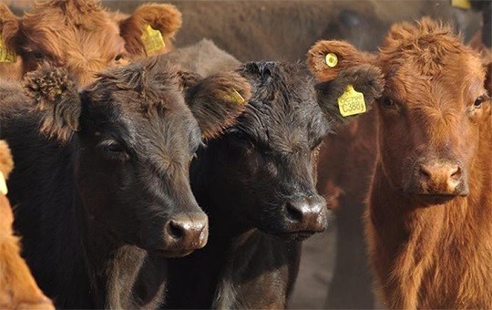 El novillo vuelve a afirmarse en la región