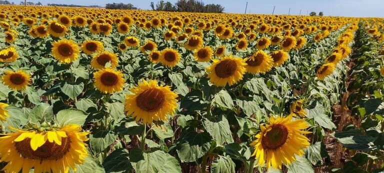 Girasol, Senasa implementa un plan preventivo contra una maleza plaga de alto riesgo.