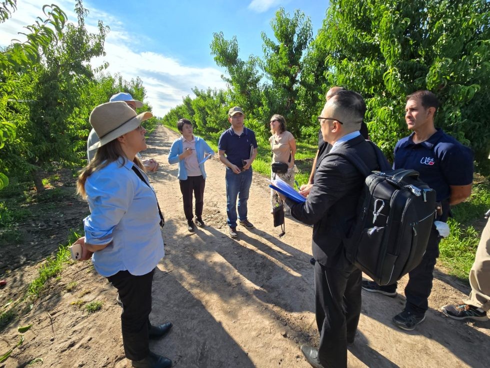 Exportadores argentinos apuestan al gigante chino para las frutas de carozo.