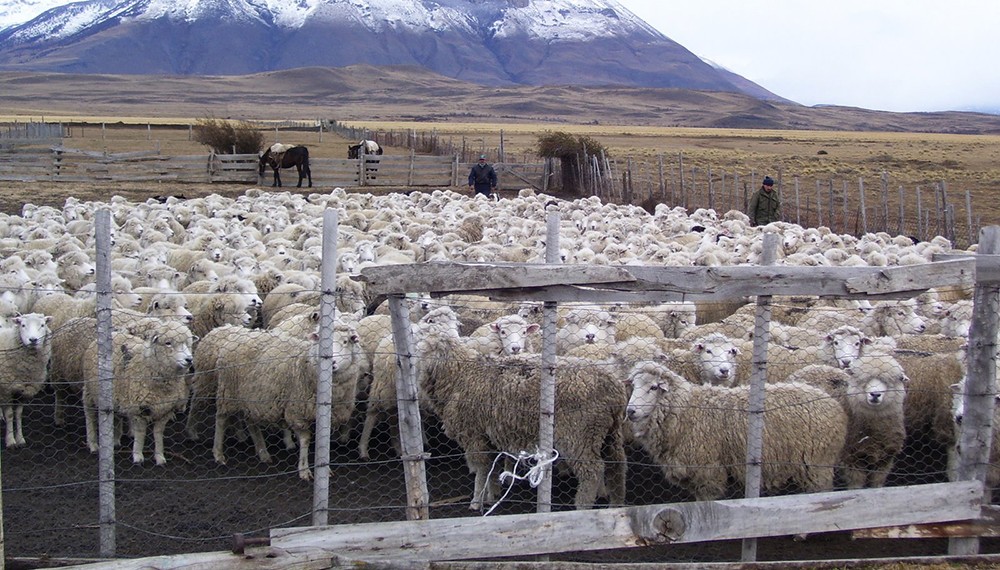 Más mercados para la lana, simplifican trámites para acelerar las ventas externas.