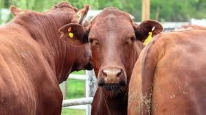 Menos vacas, mejores precios.